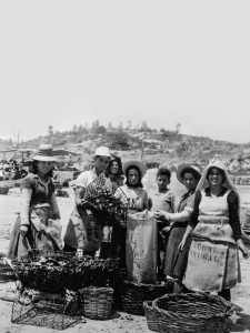 Ostreicultura no rio Sado nos anos 60